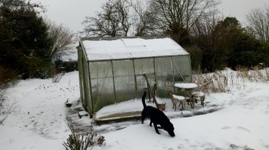 Big Greenhouse and excited labrador