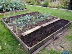 Broad Beans and Garlic either side of the rows of leeks n Khol Rabi